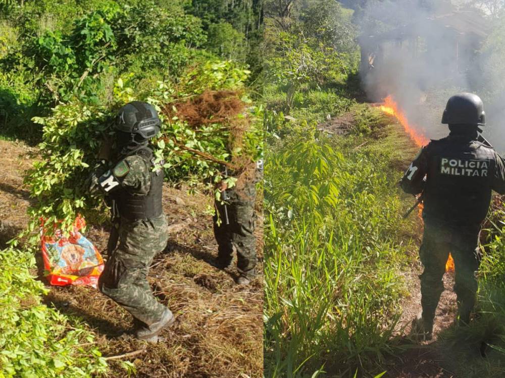 Policía desmantela plantación de droga en Olanchito Yoro