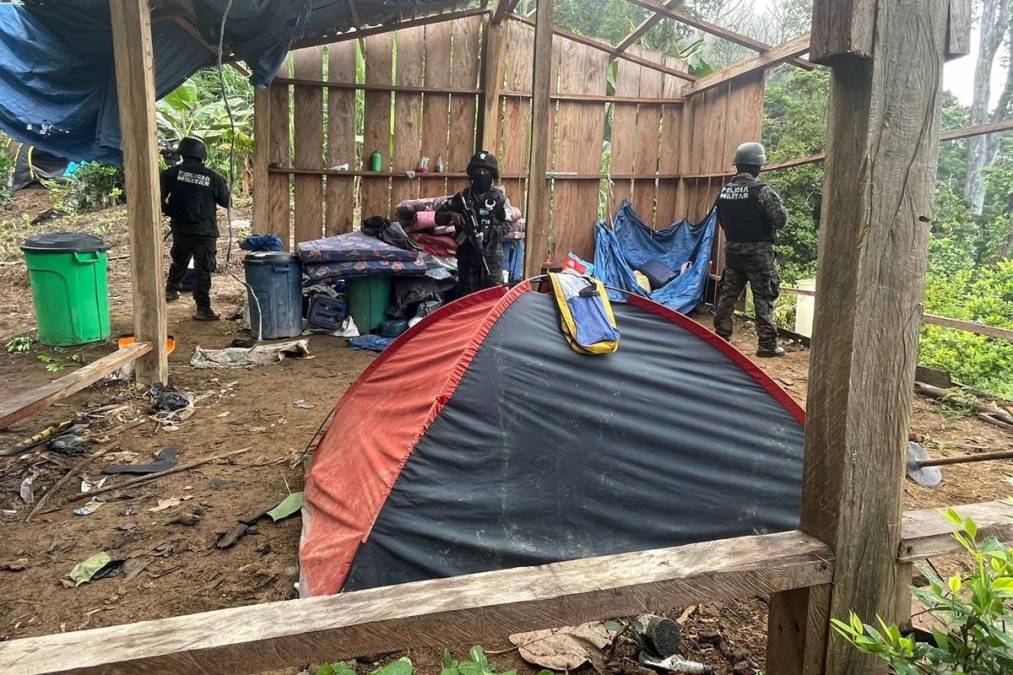 Hallan Campamento De Narcos Y Plantas De Coca En Olanchito