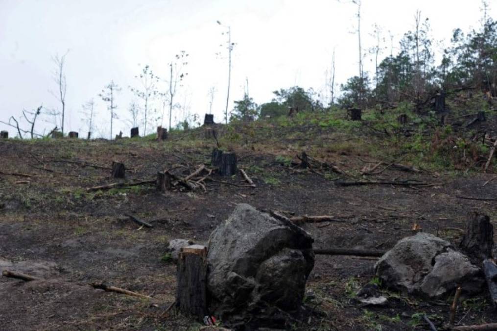 Suman 700 mil hectáreas de bosques afectados por plaga del gorgojo