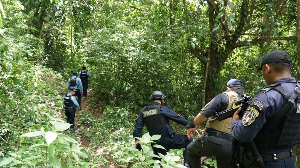 Aseguran Manzanas Cultivadas Con Hoja De Coca En Trinidad