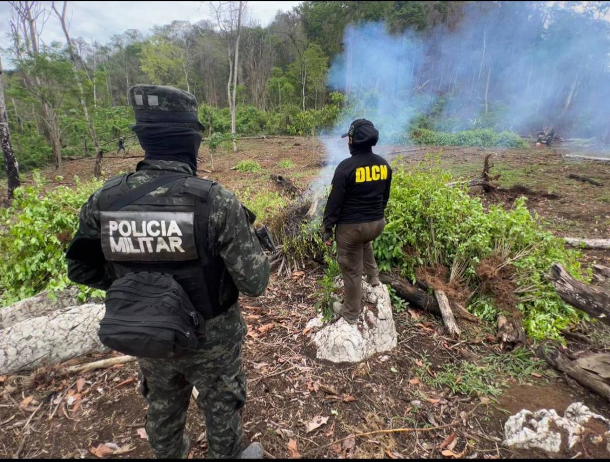 Aseguran plantación de 23 000 arbustos de hoja de coca en Olancho