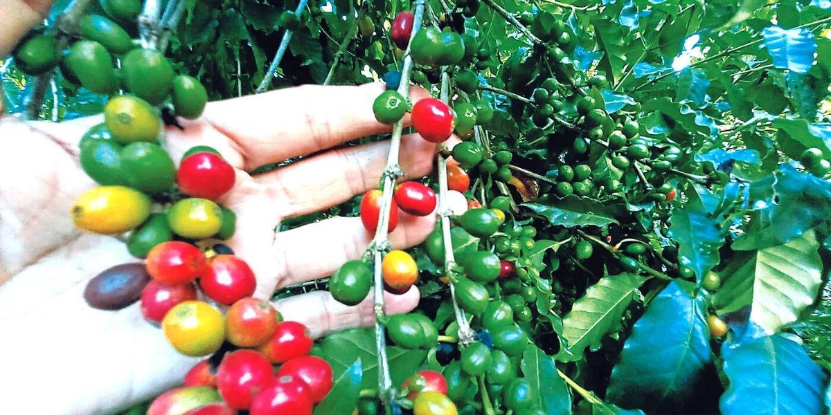 La exportación de café hondureño alcanza histórico aumento de 78