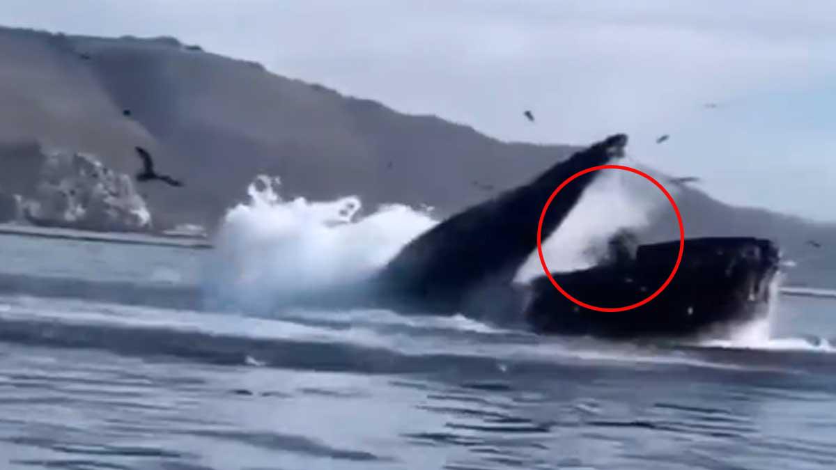 Momento En Que Una Ballena Jorobada Se Traga A Dos Mujeres En California