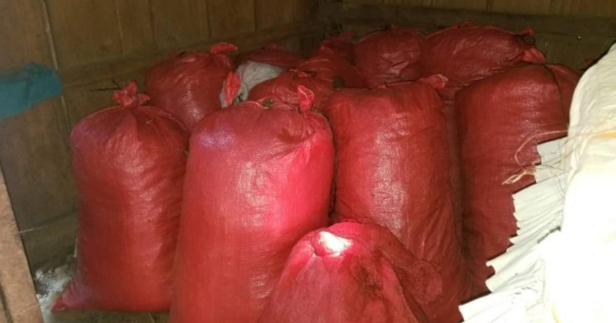 Hallan 640 Libras De Supuesta Marihuana En Una Casa En Tocoa