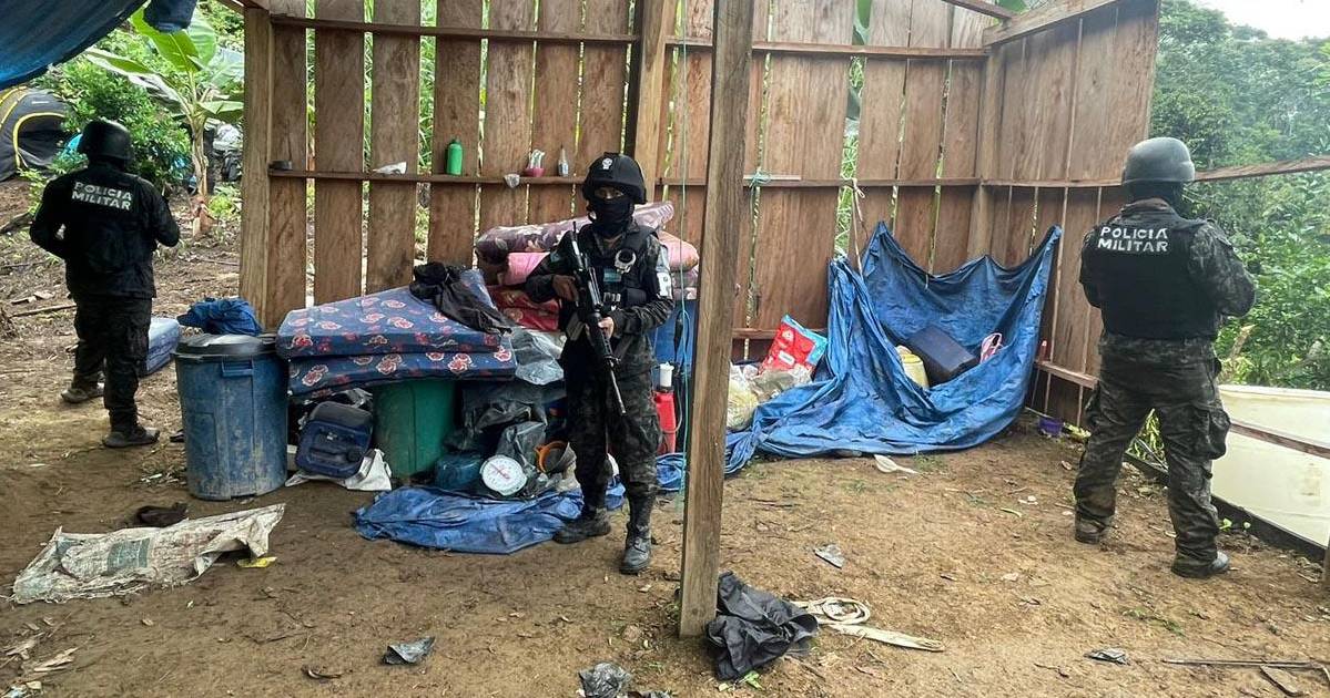 Hallan Campamento De Narcos Y Plantas De Coca En Olanchito