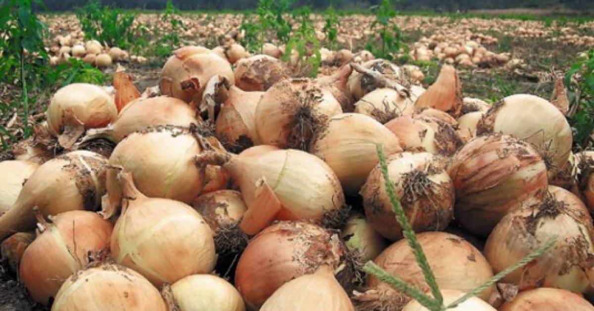 Productores Botan La Cebolla