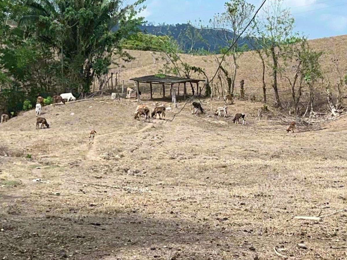 400 cabezas de ganado han muerto en Atlántida por aguda sequía