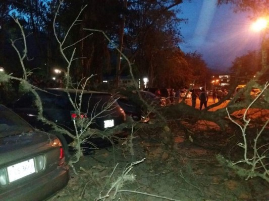 Árbol cae sobre carros en la Unah vs