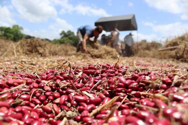 Nueva plaga de origen asiático afecta producción de frijol en Honduras