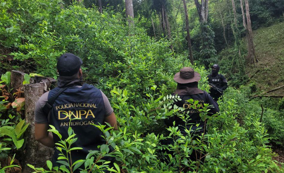 Destruyen Otras Dos Plantaciones Con 35 Mil Plantas De Supuesta Coca En